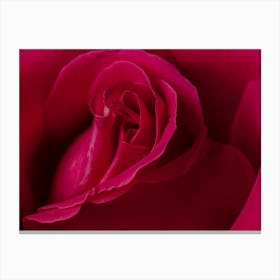 Close Up Of A Pink Rose Canvas Print