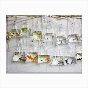 The Wall Of Fish Canvas Print