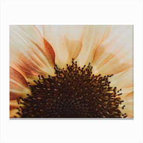 Sunflower Burst Canvas Print