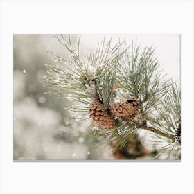 Winter Pine Tree Canvas Print