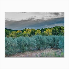 Olive Groves In The Mountains 20221022538pub Canvas Print