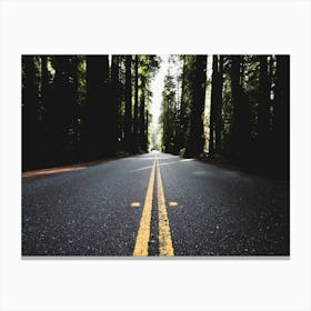 Redwood Forest Road - National Park Canvas Print