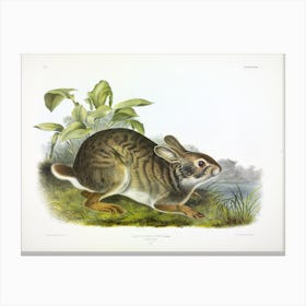 Swamp Hare, John James Audubon Canvas Print