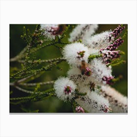 White Bottle Brush Flower 1 Canvas Print