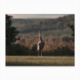 Sandhill Crane Meadow Canvas Print