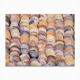 Seashells From Beach Canvas Print