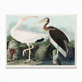 White Ibis, Birds Of America, John James Audubon Canvas Print