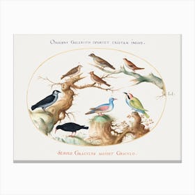 Cross Beak, Chough, Bee Eater, And Other Birds (1575–1580), Joris Hoefnagel Canvas Print