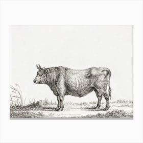 Standing Bull 2, Jean Bernard Canvas Print