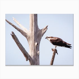 Sea Eagle Perched Canvas Print