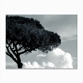 Pine Tree Cloud Sky Nature Landscape Black And White Monochrome Photo Photography Horizontal Outdoor Living Room Bedroom Canvas Print