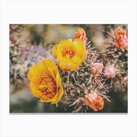 Pastel Cactus Flowers Canvas Print