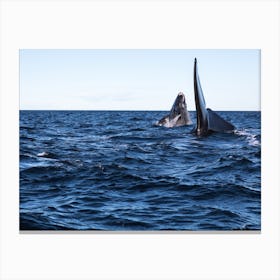 Humpback Whales Canvas Print