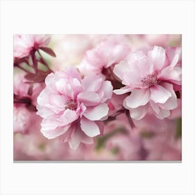 Cherry Blossoms Canvas Print