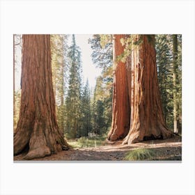 Eureka Redwood Forest Canvas Print
