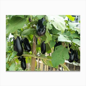 Eggplants On A Vine Canvas Print