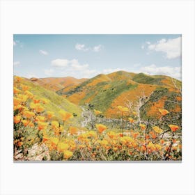 Poppy Wildflower Hills Canvas Print