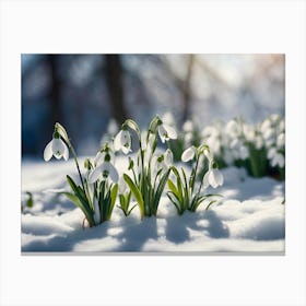 Snowdrops In The Snow 1 Canvas Print