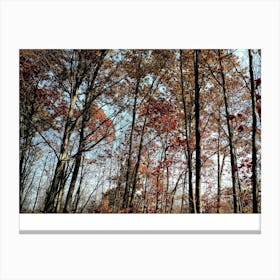 Autumn Trees In The Woods Canvas Print