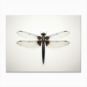 Dragonfly Black Saddlebags Tramea Lacer Vintage Illustration 4 Canvas Print