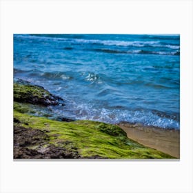 Green Algae On A Rock On Coastline Of The Blue Sea Canvas Print