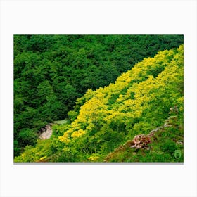 Yellow Flowers In The Mountains 2023032871rt2pub Canvas Print