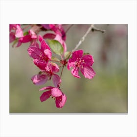 Dark Pink Tree Blossoms Closeup Canvas Print