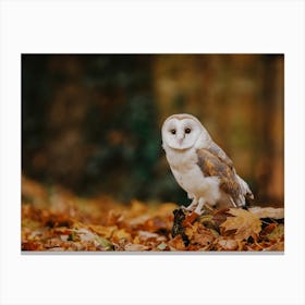 Autumn Barn Owl Canvas Print