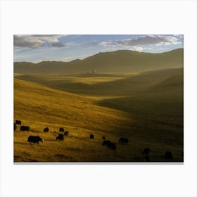 Tibetan Plateau In Sunset Canvas Print