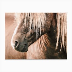 Rustic Beige Horse Canvas Print