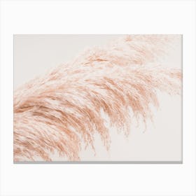 Dried Pampas Canvas Print