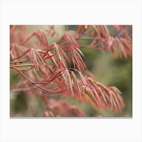 Red Maple Canvas Print