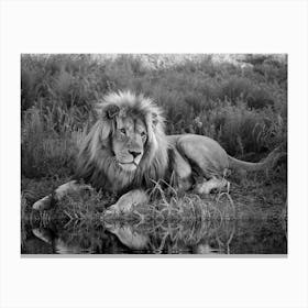 Lion At The River Canvas Print