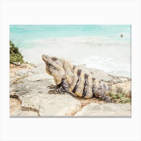 Oceanside Iguana Canvas Print