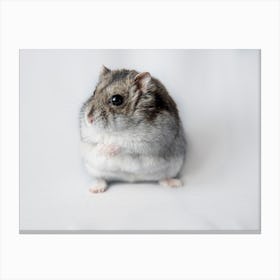 Hamster On White Background Canvas Print