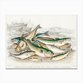 Common Cod, Haddock, Whiting, Coal Fish, Ling, Holibut, Mackerel, And Smelt Or Spirling, Oliver Goldsmith Canvas Print