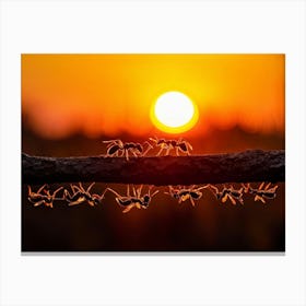 Ant Colony Cooperating Harmoniously Silhouetted Against A Radiant Sunset Amber And Crimson Hues Me 2 1 Canvas Print