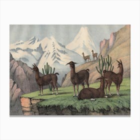 Vintage Kolb 9 Tafel 46 Lama Canvas Print