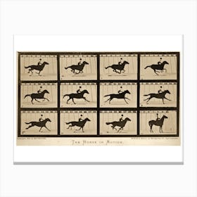 The Horse In Motion Animal Locomotion Canvas Print