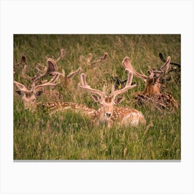 Deer In The Grass Canvas Print