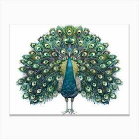 Peacock 13 Canvas Print