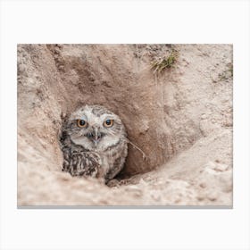 Burrowing Owl Home Canvas Print