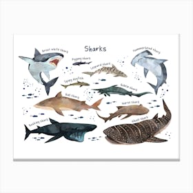 Shark Sea Life Print, Types of Sharks, Ocean Theme Kids Room Canvas Print