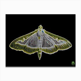 Transparent Butterfly 20180825 19rt5pub Canvas Print