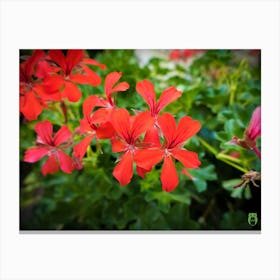 Red Geraniums 20200813170325ppub Canvas Print