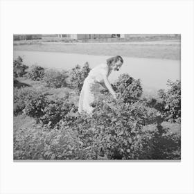 Picking Roses From Her Flower Garden At The Casa Grande Valley Farms, Pinal County, Arizona By Russell Lee Canvas Print