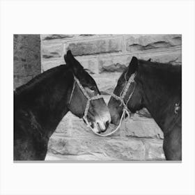 Untitled Photo, Possibly Related To Mules, Brownwood, Texas By Russell Lee Canvas Print