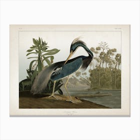 Vintage Audubon 2 Great Louisiana Heron Canvas Print