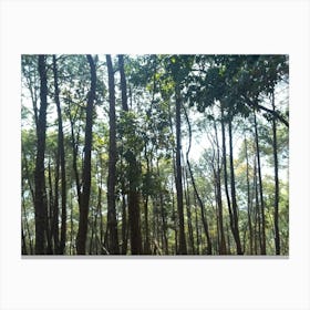 A Beautiful Forest 11 By Binod Dawadi Canvas Print