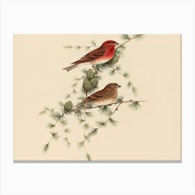 Two Birds Perched On A Branch 2 Canvas Print